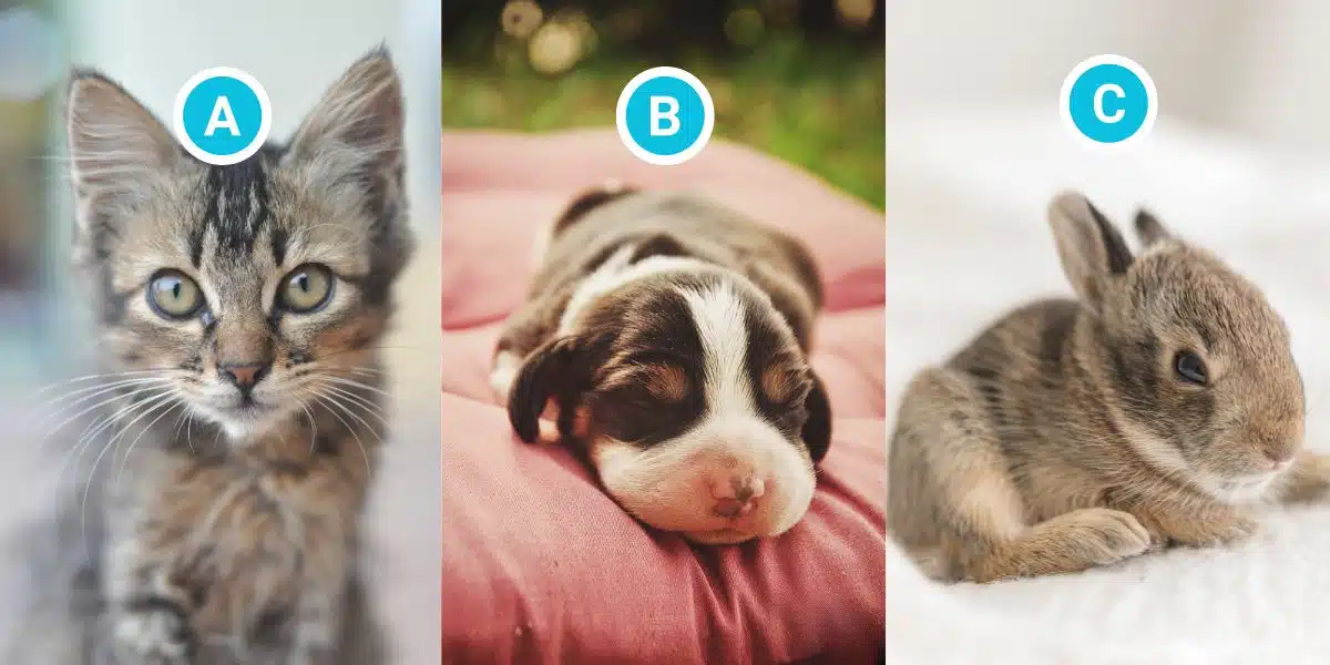 Quale citazione o detto riassume meglio la vostra visione della vita? L'animale che vi farà innamorare ce lo rivela